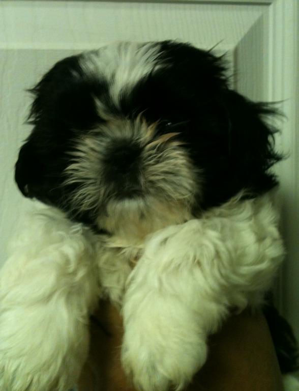 grooming cape coral dogs reviews and pictures shih tzu reviews and pictures breeds picture grooming cape coral dogs reviews and pictures shih tzu reviews and pictures breeds picture